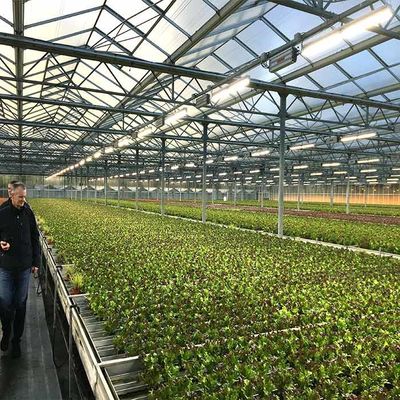 Хорошая цена. Толщина парника 2.0mm 2.5mm солнечной энергии земледелия коррозионной устойчивости онлайн